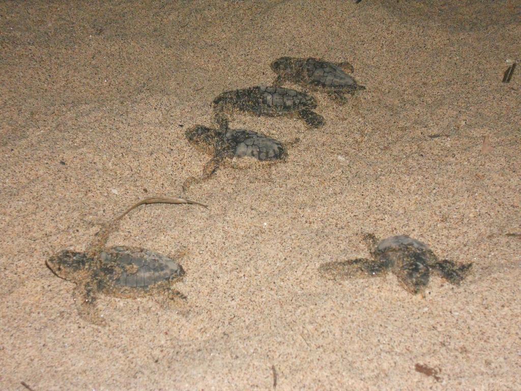 Bella Nilaveli Beach Luaran gambar